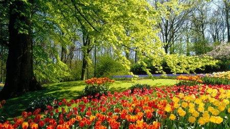 Spring Garden - nature, trees, tulips, park, green, flowers, garden, spring