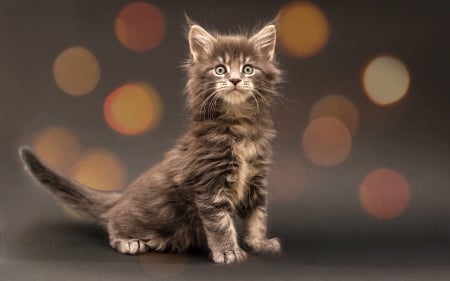 Mesmerized Kitten  - Kitten, cute, cats, broen, sweet