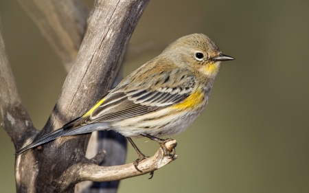 Bird - yellow, cute, bird, pasare