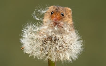 Mouse - rodent, animal, summer, harvest, dandelion, mouse