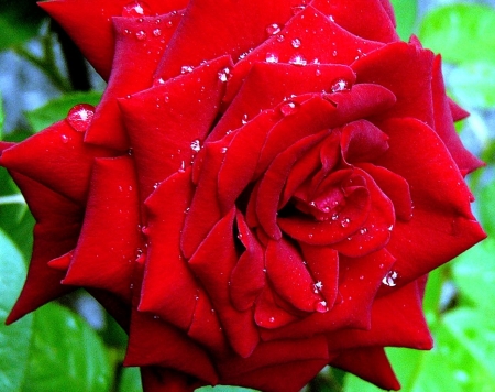 Red Rose - red, flower, nature, rose