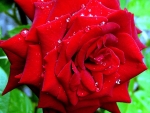 Red Rose