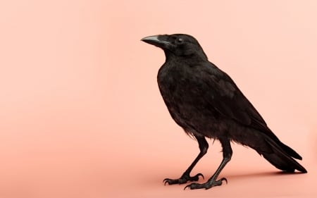 Raven - bird, black, crow, raven, pasare, pink, minimalistic