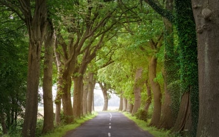 Tree Alley - road, avenue, trees, alley