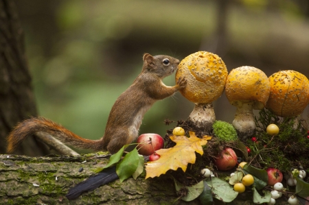 Squirrel - plants, animals, cute, squirrel