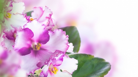 Beautiful Flowers - flowers, petals, nature, pink