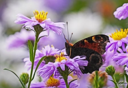 A butterfly on flower