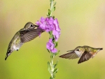 Hummingbirds