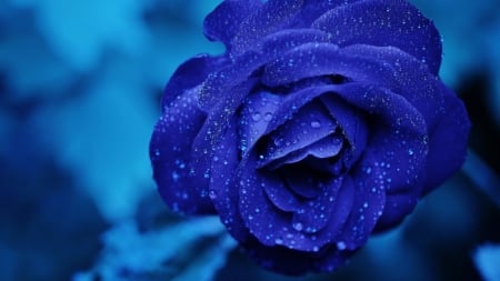 Blue Rose Bud Drops