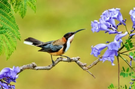 Bird on Branch With Lilac Flowers FC - bird, animal, avian, beautiful, photography, photo, wildlife, wide screen