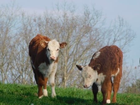 Side by Side! - trees, white, green, brown, grass, cows