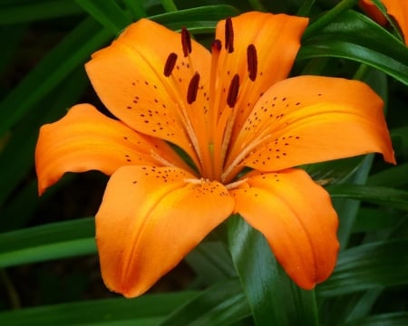 LILIES - leaves, nature, stems, petals