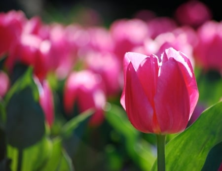 TULIPS - leaves, nature, stems, petals