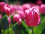 TULIPS