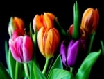 TULIPS