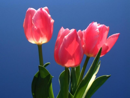 TULIPS - leaves, colors, stems, petals