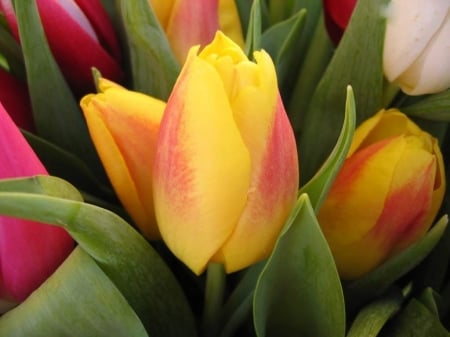 TULIPS - leaves, stems, colors, petal