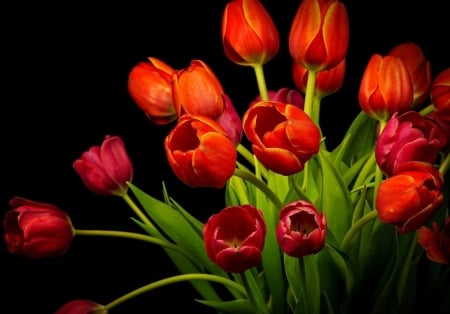 TULIPS - leaves, petal, colors, stems