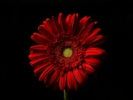 GERBERA