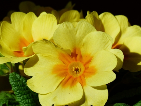 PRIMROSE - leaves, petals, nature, color