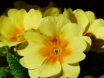 PRIMROSE