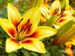 LILIES