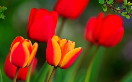 TULIPS - leaves, petals, nature, colors