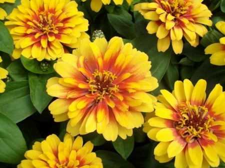 ZINNIA - leaves, colors, stems, petals