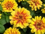 ZINNIA