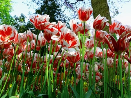 TULIPS - leaves, nature, petal, stems