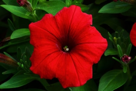 PETUNIA - leaves, petals, nature, colors