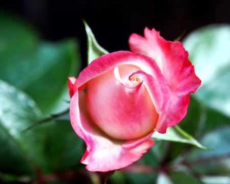 ROSE - leaves, petals, nature, colors