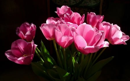 TULIPS - leaves, colors, stems, petals