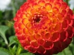 DAHLIA