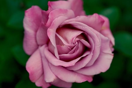 ROSE - leaves, petals, nature, colors