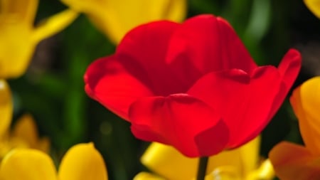 TULIPS - nature, colors, stems, petals