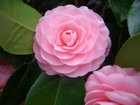 CAMELLIAS - leaves, colors, stems, petals