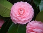 CAMELLIAS