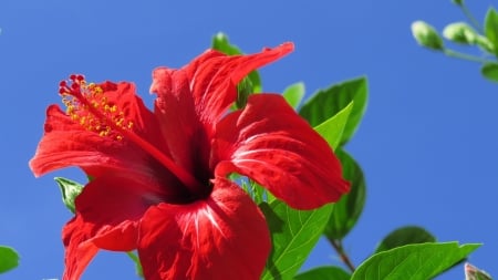 HIBISCUS - leaves, petals, colors, stem