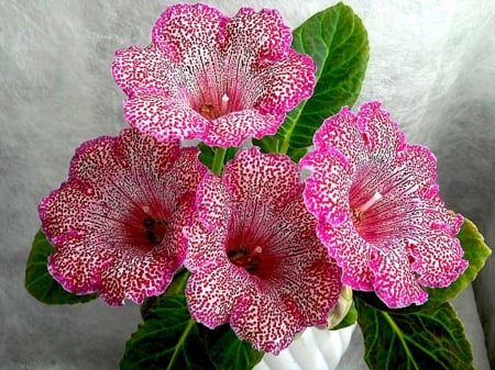 GLOXINIA - leaves, petals, nature, colors