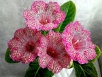 GLOXINIA