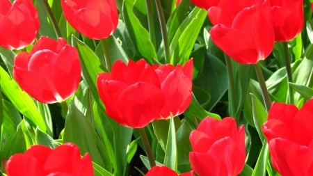 TULIPS - leaves, colors, stems, petals