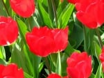 TULIPS