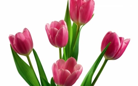 TULIPS - leaves, colors, stems, petals