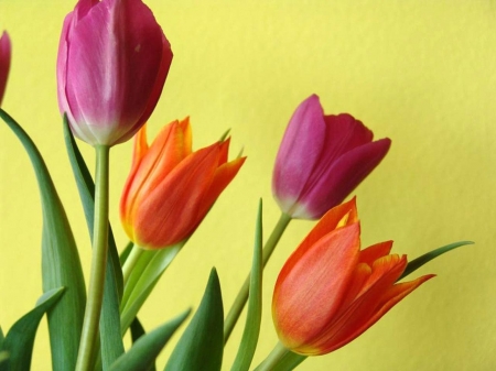 TULIPS - leaves, colors, stems, petals