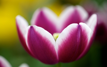 TULIP - petals, nature, colors, stem