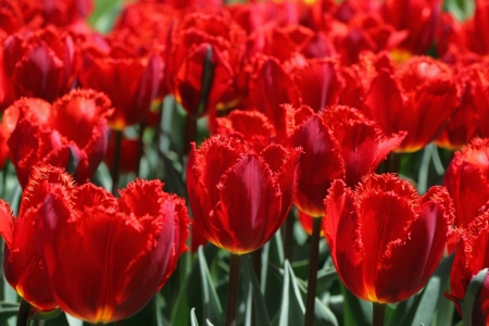 TULIPS - leaves, colors, stems, petals