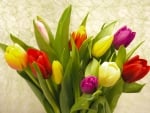 TULIPS