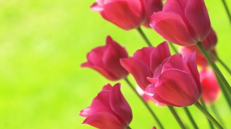 TULIPS - nature, colors, stems, petals