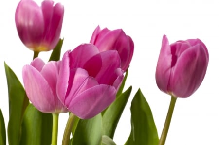 TULIPS - leaves, colors, stems, petals